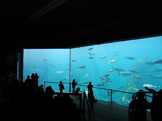 포토 JPG 해외이미지 전신 여자 남자 실루엣 어린이 가족 안기 실내 어류 서기 앉기 소년 여러명 상반신 성인 파란색 울타리 수중 관찰 수족관 아쿠아리움 해외202004 해외포토 컬러 다수 관계 모션 촬영기법 사람 내부 담장 수중동물 파일형식 이미지허브