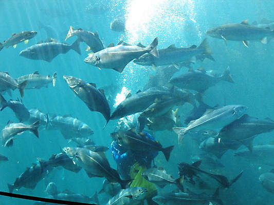 포토 JPG 해외이미지 바다 자연 유리 노르웨이 어류 사람 사람없음 빨간색 물 파란색 반사 게 흰색 장어 쇼 수족관 해외202004 해외포토 자연요소 유럽 컬러 재질 갑각류 수중동물 생태계 파일형식 이미지허브