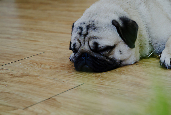포토 JPG 해외이미지 동물 라이프스타일 남자 행복 백그라운드 자연 놀이 아침 주택 따뜻함 사랑 사람 동양인 소년 사람없음 야외 초록색 반려동물 소파 방 흰색 침대 시간 개 리트리버 강아지 벌레 주인 고립 해외202004 해외포토 주간 감정 어린이 컬러 가구 곤충 의자 포유류 인종 건물 생활 생태계 파일형식이미지허브 
