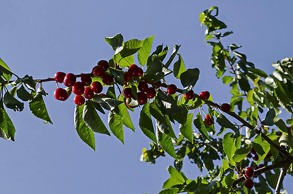 포토 JPG 해외이미지 나무 식물 계절 열매 음식 낙엽 잎 농업 과일 재료 자연 건강 사람없음 야외 빨간색 초록색 빛 컬러풀 햇빛 정원 수확 나뭇가지 신선 체리 닫기 달콤 다발 먹기 가득함 유기농 지역 흙더미 불가리아 숙성 해외202004 해외포토 웰빙 산업 컬러 모션 태양 흙 맛 생태계 파일형식 더미 남유럽 이미지허브