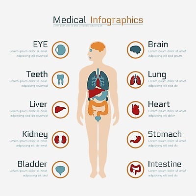 EPS 해외이미지 디자인 과학 컨셉 지도 신체 일러스트 비즈니스 해부 통계 그래프 추상 건강 병원 주사기 사람 그래픽 경제 세트 알약 약 건강관리 웹 인포그래픽 바 발표 오르간 신장 치아 질병 수집 심볼 사인 뇌 보고서 생물학 간 시스템 엘리먼트 스타일 해외202004 해외일러스트 교육 무늬 인터넷 의학 의료기기 관리 소화기관 장기_의학 건반악기 비뇨기관 파일형식 벡터 이미지허브