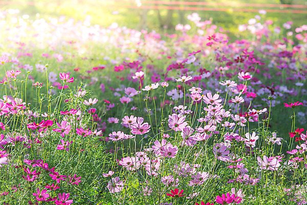 포토 JPG 해외이미지 식물 계절 꽃잎 꽃 분홍색 백그라운드 꽃무늬 밭 자연 하늘 풍경 사람없음 야외 장식 초록색 여름 파란색 컬러풀 햇빛 노란색 환경 정원 맑음 보라색 일몰 봄 수확 벚꽃 가을 흰색 시골 신선 개화 묘사 코스모스 데이지 꽃가루 고립 해외202004 해외포토 컬러 무늬 농업 날씨 태양 노을 가루 생태계 파일형식 이미지허브