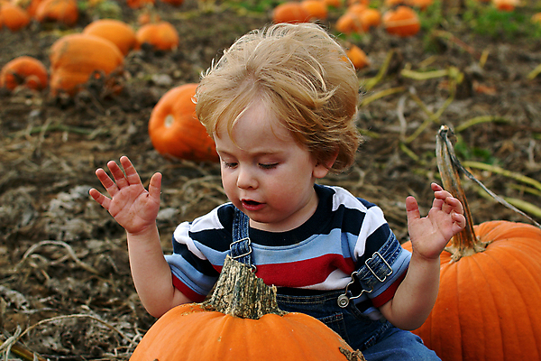 포토 JPG 해외이미지 전통 라이프스타일 응시 계절 남자 아들 어린이 밭 농업 채소 부분 호박 휴가 관리 한명 소년 야외 청춘 농장 축제 할로윈 추위 수확 가을 아기 선택 큼 11월 수집 호기심 박 추수감사절 공평 10월 걸음마 포상금 해외202004 해외포토 1 시선 감정 산업 기독교 컨셉 돈 가족 모션 사람 생활 날짜 크기 파일형식 이미지허브