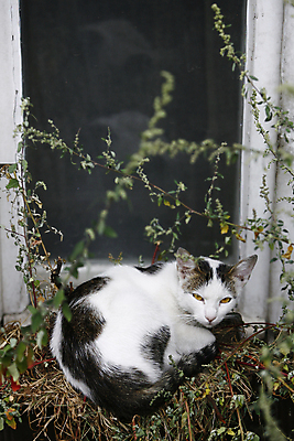 포토 JPG 해외이미지 동물 1 응시 꽃 포즈 백그라운드 오렌지 장난 창문 포유류 휴식 수염 털 사람없음 반려동물 갈색 고양이 줄무늬 흰색 황금 닫기 작음 자르기 가득함 꼬리 육식동물 얼룩무늬 솜털 거짓말 고립 스트라이크 차단 해외202004 해외포토 식물 시선 컬러 컨셉 무늬 과일 모션 크기 파일형식 이미지허브