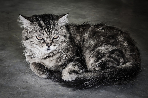 포토 JPG 해외이미지 동물 얼굴 포유류 휴식 털 사람없음 반려동물 고양이 회색 흰색 잠 얼룩무늬 거짓말 해외202004 해외포토 컬러 컨셉 무늬 신체부위 파일형식 이미지허브
