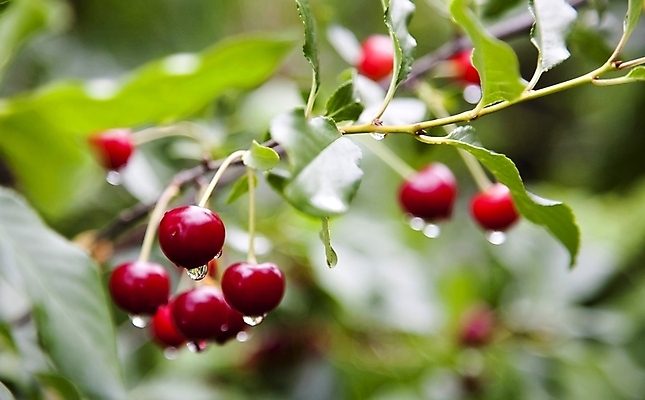 포토 JPG 해외이미지 열매 백그라운드 잎 과일 자연 디저트 건강 사랑 사람없음 빨간색 물 여름 빛 반사 주스 젖음 신선 액체 체리 맛 이슬 유혹 다발 순수 유기농 부드러움 내추럴 과육 숙성 채식주의자 해외202004 해외포토 자연요소 식물 웰빙 계절 감정 음료 음식 컬러 컨셉 감각 생태계 채식 파일형식 이미지허브