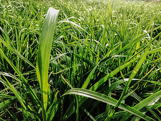 포토 JPG 해외이미지 식물 계절 공원 백그라운드 패턴 밭 자연 벽지 잔디 사람없음 야외 장식 초록색 여름 컬러풀 환경 정원 맑음 숲 허브 그림 질감 해외202004 해외포토 공공시설 컬러 무늬 농업 날씨 생태계 파일형식 이미지허브