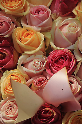 포토 JPG 해외이미지 식물 꽃잎 꽃 분홍색 꽃다발 결혼 백그라운드 컨셉 자연 탁자 결혼식 사랑 사람없음 장식 장미 흰색 그룹 배열 묘사 파스텔톤 해외202004 해외포토 감정 컬러 가구 이벤트 생태계 파일형식 이미지허브