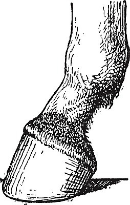 EPS 해외이미지 동물 백그라운드 일러스트 왕관 뼈 미술 검은색 수확 골동품 흰색 질병 묘사 그림 감염 판화 고립 양발 옛날 종양 해외202004 해외일러스트 컬러 농업 의학 문화예술 파일형식 벡터 이미지허브