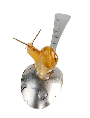 포토 JPG 해외이미지 계절 길 조개 연체동물 나선형 사람없음 물 정원 숟가락 껍질 흰색 물방울 소라 떨어짐 은색 자르기 묘사 느림 리빙 고립 민달팽이 진짜 해외202004 해외포토 자연요소 컬러 컨셉 무늬 모션 어패류 무척추동물 수저 파일형식 달팽이_동물 이미지허브