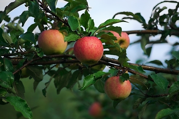 포토 JPG 해외이미지 식물 음식 농업 과일 자연 건강 사람없음 빨간색 초록색 여름 컬러풀 수확 가을 시골 신선 달콤 사과 오브젝트 유기농 내추럴 강렬 채식주의자 해외202004 해외포토 웰빙 계절 산업 컬러 맛 생태계 채식 파일형식 이미지허브