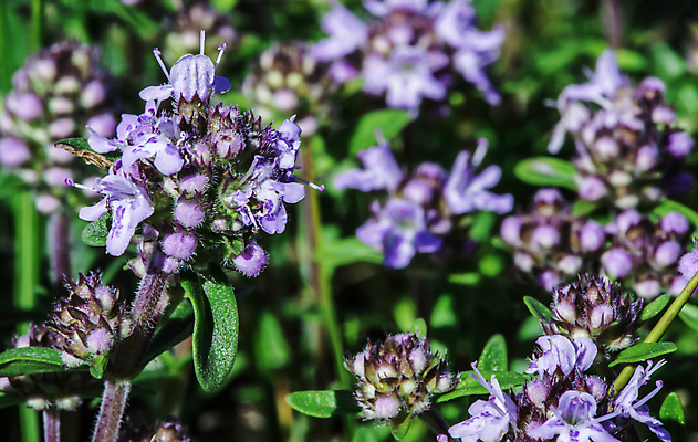포토 JPG 해외이미지 식물 꽃 음식 분홍색 백그라운드 잎 꽃무늬 재료 자연 건강 사람없음 초록색 여름 약 환경 정원 보라색 벚꽃 신선 차 약초 허브 향신료 유기농 내추럴 백리향 해외202004 해외포토 웰빙 계절 음료 컬러 무늬 의학 풀_식물 생태계 향미료 파일형식 이미지허브