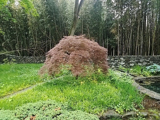 포토 JPG 해외이미지 나무 식물 벽 단풍 자연 잔디 사람없음 초록색 일본 대나무 해외202004 해외포토 아시아 컬러 잎 생태계 파일형식 이미지허브
