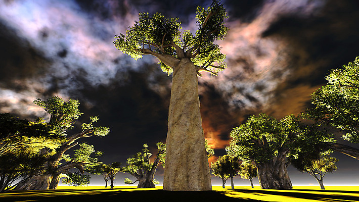 포토 JPG 해외이미지 모양 나무 식물 공원 실루엣 야생동물 여행 오렌지 아프리카 자연 하늘 풍경 사람없음 야외 빨간색 파란색 빛 세트 세계 태양 노란색 일출 환경 황혼 일몰 나뭇가지 원주민 큼 제비꽃 사파리 윤곽 내추럴 마다가스카르 사바나 옛날 이국적 전국 해외202004 해외포토 자연요소 동물 공공시설 꽃 나라 컬러 과일 촬영기법 노을 아프리카인 크기 생태계 파일형식 이미지허브