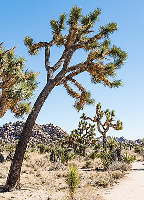 포토 JPG 해외이미지 나무 식물 공원 자연 국립공원 손바닥 풍경 사람없음 야외 초록색 여름 파란색 사막 황무지 캘리포니아 내추럴 해외202004 해외포토 손 계절 공공시설 컬러 미국 생태계 파일형식 이미지허브