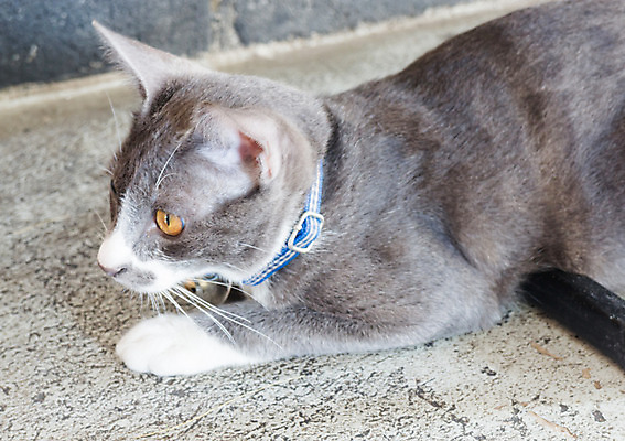 포토 JPG 해외이미지 동물 1 응시 얼굴 포유류 짧은머리 털 사람없음 반려동물 귀여움 고양이 흰색 관찰 잠 호기심 싱글 노려봄 거짓말 주목 혼자 해외202004 해외포토 헤어스타일 시선 감정 컬러 컨셉 모션 표정 신체부위 파일형식 이미지허브