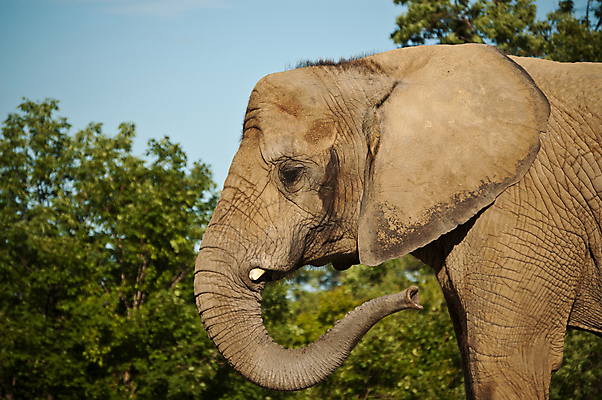 포토 JPG 해외이미지 동물 야생동물 포유류 자연 코끼리 사람없음 야외 가로 사진촬영 회색 주름 질감 해외202004 해외포토 컬러 촬영 생태계 파일형식 이미지허브