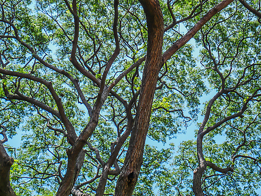 포토 JPG 해외이미지 나무 식물 계절 공원 백그라운드 잎 자연 하늘 사람없음 야외 목재 초록색 빛 정원 맑음 봄 나뭇가지 신선 숲 큼 아래 질감 내추럴 해외202004 해외포토 공공시설 컬러 재료 날씨 크기 방향 생태계 위치 파일형식 이미지허브