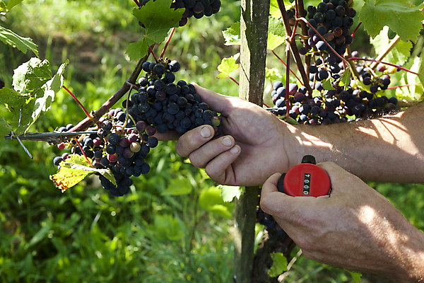 포토 JPG 해외이미지 음식 포도 독일 사람없음 내추럴 바이오 생태학 해외202004 해외포토 교육 유럽 과일 파일형식 이미지허브