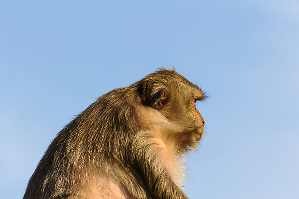 포토 JPG 해외이미지 동물 응시 공원 아시아 얼굴 야생동물 어린이 백그라운드 포유류 태국 자연 생물 털 동물원 동양인 사람없음 야외 초록색 갈색 원숭이 표현 아기 유머 숲 모피 명상 새장 내추럴 해외202004 해외포토 시선 공공시설 감정 나라 컬러 사람 인종 신체부위 생태계 케이지 파일형식 이미지허브
