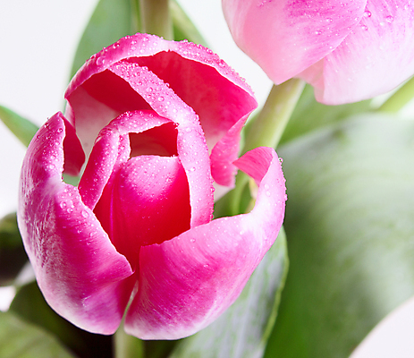 포토 JPG 해외이미지 식물 꽃잎 꽃 분홍색 백그라운드 자연 추상 실내 사람없음 내부 빨간색 빛 컬러풀 노란색 희망 튤립 벚꽃 오르간 황금 닫기 선택 그늘 수분 자주색 묘사 질감 앵무새 날카로움 꽃가루 프랑스어 꽃수술 디테일 해외202004 해외포토 문자 감정 컬러 컨셉 무늬 모션 조류 건반악기 가루 생태계 파일형식 이미지허브