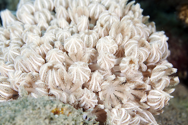 포토 JPG 해외이미지 식물 동물 모래 바다 백그라운드 자연 어류 사람없음 물 파란색 컬러풀 바닷속 수중 광선 산호 아래 장면 암초 깊이 소금물 이국적 침몰 파라다이스 해외202004 해외포토 자연요소 컬러 수중동물 자포동물 방향 생태계 위치 파일형식 이미지허브