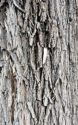 포토 JPG 해외이미지 나무 디자인 선 표면 날씨 건조 사람없음 목재 갈색 환경 회색 소나무 거친 역사 보호 피부 묘사 질감 나무껍질 내추럴 옛날 울퉁불퉁 노화 해외202004 해외포토 식물 컬러 컨셉 재료 신체부위 껍질 파일형식 이미지허브