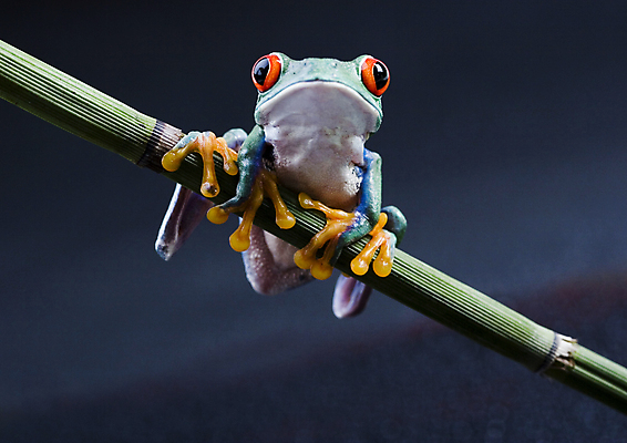 포토 JPG 해외이미지 한마리 야생동물 실내 매달리기 양서류 사람없음 청개구리 잎줄기 남색배경 해외202004 해외포토 동물 1 줄기 백그라운드 모션 개구리 내부 남색 파일형식 이미지허브