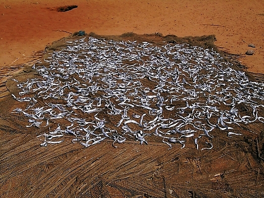 포토 JPG 해외이미지 음식 모래 바다 재료 낚시 건조 어류 요리 사람없음 세일 마을 시장 작음 해외202004 해외포토 레저 수중동물 크기 파일형식 이미지허브