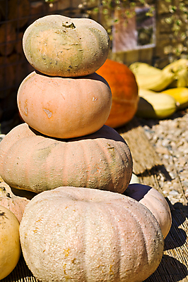 포토 JPG 해외이미지 나무 계절 음식 벽 줄기 밭 채소 오렌지 재료 자연 호박 사람없음 야외 장식 빨간색 농장 갈색 노란색 바구니 우주 환경 침묵 미니어처 할로윈 수확 가을 등불 시장 무서움 심볼 추수감사절 스쿼시 가면무도회 많음 해외202004 해외포토 식물 감정 기독교 스포츠 컬러 컨셉 농업 과일 조명 구기 모형 소리 생태계 무도회 파일형식 이미지허브