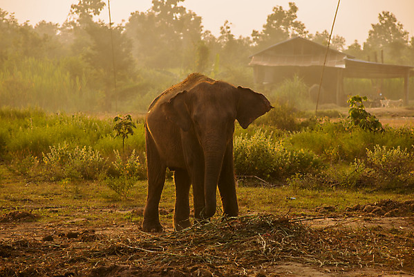 포토 JPG 해외이미지 동물 공원 야생동물 포유류 아프리카 자연 엄마 코끼리 그림자 풍경 사람없음 야외 걷기 환경 힘 아기 황무지 작음 큼 사파리 싱글 귀 케냐 내추럴 전국 해외202004 해외포토 공공시설 나라 가족 모션 사람 신체부위 크기 생태계 파일형식 이미지허브
