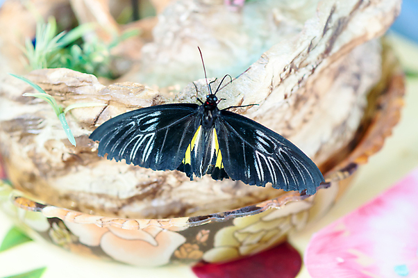 포토 JPG 해외이미지 식물 동물 야생동물 나비 곤충 잎 날개 자연 매달리기 사람없음 여름 컬러풀 노란색 검은색 수집 생물학 순환 개발 해외202004 해외포토 계절 교육 컬러 모션 생태계 파일형식 이미지허브