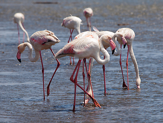 포토 JPG 해외이미지 동물 바다 분홍색 아프리카 자연 조류 휴가 사람없음 물 환경 촉촉함 자유 흰색 만 우아함 플라밍고 날씬함 깃털 만족 생태계 목 물새 타입 석호 내추럴 나미비아 생태학 얇은 이국적 해외202004 해외포토 자연요소 교육 감정 나라 컬러 컨셉 신체부위 젖음 몸매 남아프리카 파일형식 이미지허브