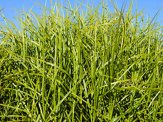 포토 JPG 해외이미지 식물 라이프스타일 계절 백그라운드 밭 농업 자연 하늘 건강 잔디 사람없음 야외 가로 초록색 햇빛 환경 활발 자유 성장 시골 신선 칼날 유기농 해외202004 해외포토 웰빙 산업 컬러 컨셉 생활 태양 생태계 파일형식 이미지허브