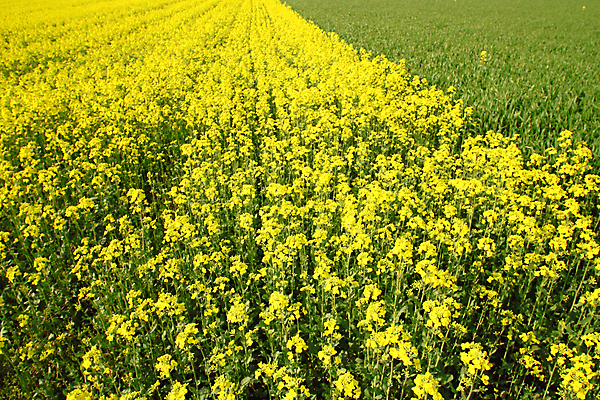 포토 JPG 해외이미지 구름 꽃 백그라운드 밭 농업 자연 하늘 씨앗 풍경 사람없음 초록색 파란색 농작물 농장 농경지 노란색 봄 성장 유채 밭일 카놀라 해외202004 해외포토 자연요소 식물 계절 산업 컬러 생태계 파일형식 이미지허브