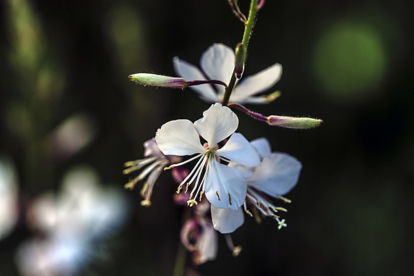 포토 JPG 해외이미지 식물 계절 꽃 친절 선물 사랑 취미 사람없음 물 여름 컬러풀 평화 힘 봄 활발 습기 에너지 자유 성장 시골 인사 신선 개화 수분 순수 원예 꽃가루 부드러움 꿀 완전 해외202004 해외포토 자연요소 감정 컬러 컨셉 예절 감각 가루 파일형식 이미지허브
