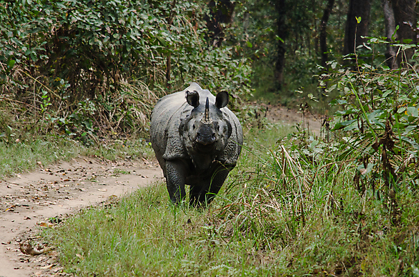 포토 JPG 해외이미지 동물 공원 야생동물 백그라운드 통신 포유류 아프리카 자연 뿔 종류 풍경 사람없음 환경 사막 아기 황무지 보호 위험 큼 사파리 멸종 케냐 코뿔소 남쪽 내추럴 송아지 나미비아 전국 해외202004 해외포토 공공시설 나라 새끼 컨셉 사람 소 크기 방향 생태계 남아프리카 파일형식 이미지허브