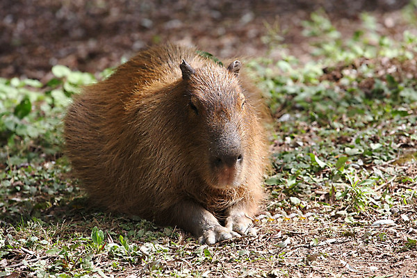 포토 JPG 해외이미지 동물 야생동물 포유류 자연 초식동물 털 동물원 사람없음 초록색 강 갈색 미국 돼지 닫기 콜롬비아 쥐 설치류 큼 남쪽 베네수엘라 해외202004 해외포토 컬러 북아메리카 모션 남아메리카 크기 방향 생태계 파일형식 이미지허브