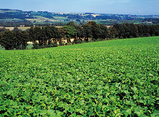 포토 JPG 해외이미지 식물 백그라운드 밭 농업 골프 자연 풍경 잔디 사람없음 야외 초록색 여름 우주 침묵 봄 활발 성장 흰색 시골 신선 칼날 고독 땅 원예 조경 장면 평야 해외202004 해외포토 계절 감정 산업 컬러 컨셉 취미 구기 소리 생태계 파일형식 이미지허브