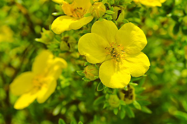 포토 JPG 해외이미지 식물 꽃 분홍색 꽃다발 백그라운드 잎 꽃무늬 자연 부활절 사람없음 장식 초록색 약 노란색 정원 봄 벚꽃 저녁 허브 가벼움 자연요법 진짜 프리뮬러 해외202004 해외포토 계절 기념일 컬러 무늬 의학 무게 야간 생태계 파일형식 이미지허브