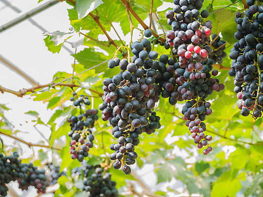 포토 JPG 해외이미지 주간 나무 식물 유럽 산업 음식 낙엽 잎 농업 과일 자연 포도 독일 건강 풍경 사람없음 야외 햇빛 농장 와인 맑음 보라색 수확 성장 가을 나뭇가지 시골 원형 달콤 9월 다발 포도밭 땅바닥 메를로 밭일 숙성 양조장 줄서기 해외202004 해외포토 자연요소 도형 계절 나라 컬러 밭 모션 날씨 바닥 주류 태양 날짜 맛 생태계 파일형식 이미지허브