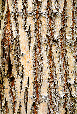 포토 JPG 해외이미지 나무 식물 디자인 백그라운드 낙엽 패턴 농업 자연 날씨 추상 그림자 사람없음 야외 갈색 환경 어둠 소나무 거친 보호 숲 큼 질감 통나무 나무껍질 자작나무 내추럴 수목 엘리먼트 효과 해외202004 해외포토 산업 컬러 컨셉 잎 무늬 껍질 크기 생태계 파일형식 이미지허브