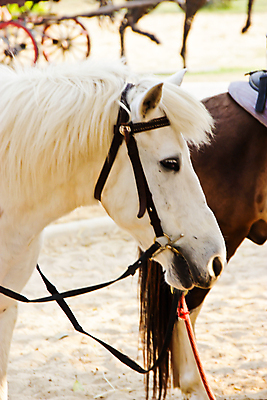 포토 JPG 해외이미지 동물 응시 얼굴 벽 백그라운드 밭 포유류 자연 하늘 사람없음 야외 옆모습 반려동물 힘 봄 목장 회색 흰색 아기 닫기 갈기 망아지 고립 기르기 미니 서쪽 해외202004 해외포토 시선 계절 새끼 뷰포인트 컬러 농업 모션 사람 신체부위 말_동물 방향 생태계 돌봄 파일형식 이미지허브