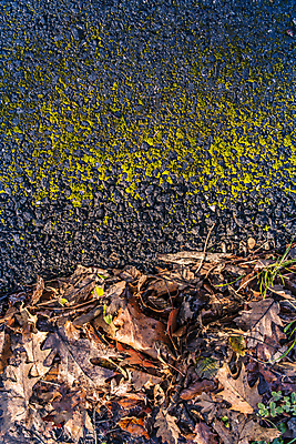 포토 JPG 해외이미지 나무 식물 계절 백그라운드 잎 꽃무늬 패턴 자연 추상 건조 사람없음 환경 정원 가을 나뭇가지 숲 9월 11월 허브 원예 질감 생물학 10월 내추럴 생태학 해외202004 해외포토 교육 꽃 무늬 취미 날짜 생태계 파일형식 이미지허브