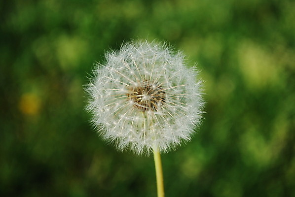 포토 JPG 해외이미지 식물 디자인 꽃 행복 실루엣 줄기 백그라운드 자연 하늘 바람 씨앗 사람없음 초록색 여름 빛 머리 평화 봄 자유 성장 벚꽃 신선 민들레 생물학 장면 부드러움 솜털 적자 취급주의 해외202004 해외포토 자연요소 계절 교육 감정 컬러 컨셉 날씨 촬영기법 경고 신체부위 감각 생태계 파일형식 이미지허브