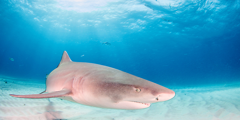 포토 JPG 해외이미지 동물 야생동물 스포츠 바다 여행 백그라운드 자연 어류 사람없음 야외 물 파란색 바닷속 수중 산호 위험 육식동물 암초 깊이 바하마 해외202004 해외포토 자연요소 컬러 컨셉 수중동물 자포동물 생태계 파일형식 이미지허브