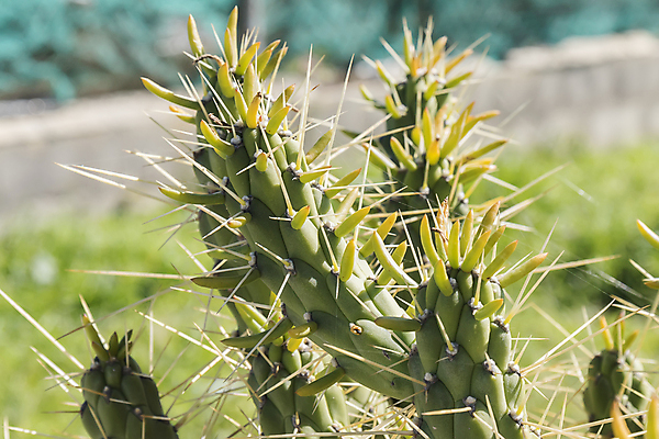 포토 JPG 해외이미지 식물 꽃무늬 자연 선인장 건조 사람없음 야외 장식 초록색 고통 성장 신선 뜨거움 가시 황무지 상처 갈증 생물학 스파이크 내추럴 해외202004 해외포토 교육 꽃 감정 컬러 무늬 생태계 파일형식 이미지허브