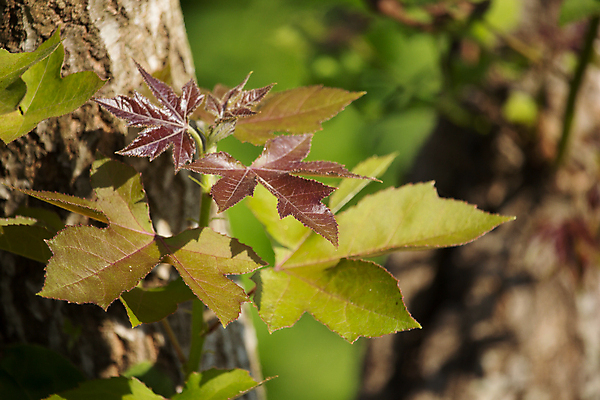 포토 JPG 해외이미지 나무 식물 계절 공원 백그라운드 단풍 잎 자연 풍경 사람없음 빨간색 초록색 여름 노란색 정원 봄 가을 나뭇가지 신선 숲 내추럴 고립 해외202004 해외포토 공공시설 컬러 생태계 파일형식 이미지허브