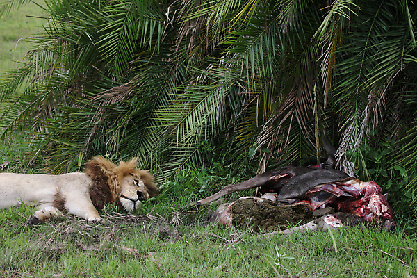 포토 JPG 해외이미지 동물 공원 얼굴 야생동물 새끼 백그라운드 포유류 아프리카 자연 사람없음 야외 환경 고양이 힘 황무지 위험 사자 큼 왕 사파리 리더 육식동물 갈기 사냥꾼 멸종 케냐 사자자리 동쪽 내추럴 마사이족 세렝게티 웅장함 전국 해외202004 해외포토 직업 공공시설 나라 컨셉 신체부위 반려동물 별자리 크기 방향 생태계 파일형식 이미지허브