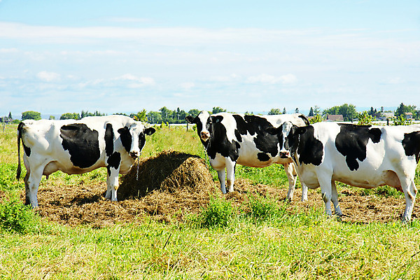 포토 JPG 해외이미지 식물 동물 밭 포유류 자연 하늘 사람없음 야외 초록색 울타리 농장 농경지 맑음 우유 소 볏짚 먹이 먹기 뭉치 동물상 목가 해외202004 해외포토 컬러 농업 모션 날씨 유제품 담장 조형물 짚 생태계 파일형식 이미지허브